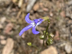 Lobelia gibbosa