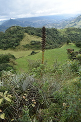 Puya