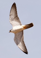 Falco hypoleucos