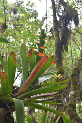 Guzmania gloriosa