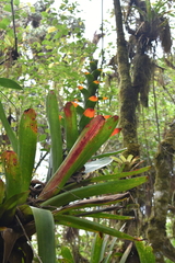 Guzmania gloriosa