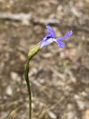 Lobelia gibbosa