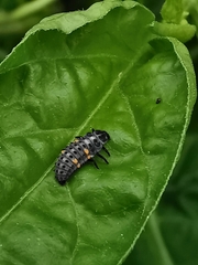 Coccinella undecimpunctata