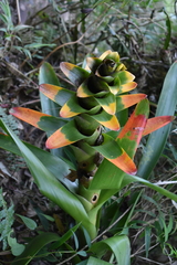 Guzmania gloriosa