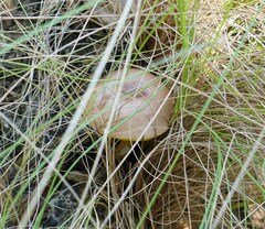 Xerocomus illudens
