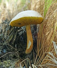 Xerocomus illudens