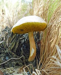 Xerocomus illudens