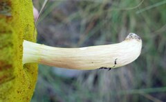 Xerocomus illudens