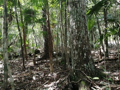 Metopium brownei