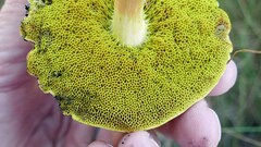 Xerocomus illudens