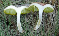 Xerocomus illudens