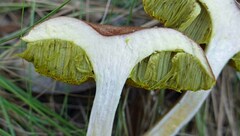 Xerocomus illudens