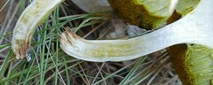Xerocomus illudens