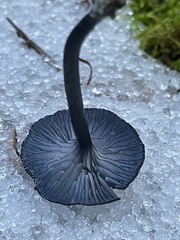 Entoloma serrulatum