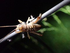 Hemideina crassidens