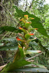 Guzmania gloriosa