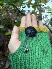 Entoloma serrulatum