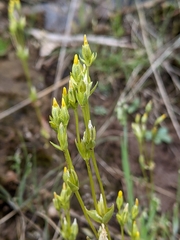 Sebaea ovata