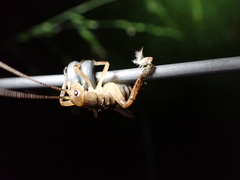Hemideina crassidens