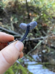 Entoloma serrulatum