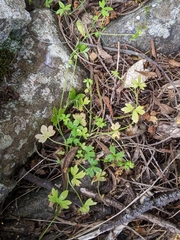 Ranunculus sessiliflorus