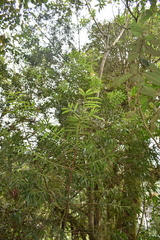 Podocarpus