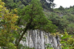 Podocarpus