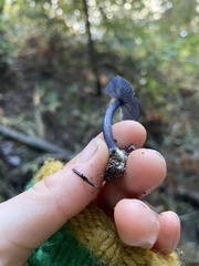Entoloma serrulatum