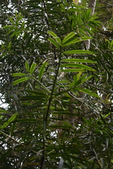 Podocarpus