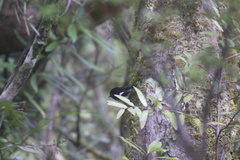 Petroica macrocephala toitoi