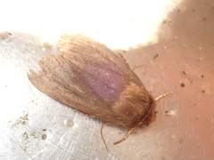Bityla defigurata