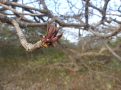 Terminalia bellirica