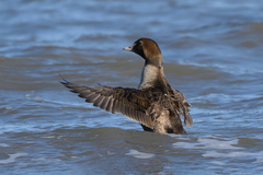 Somateria spectabilis