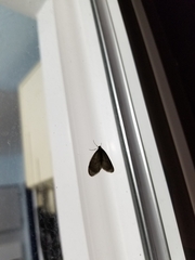 Operophtera occidentalis