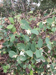 Lonicera fragrantissima