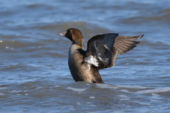 Somateria spectabilis