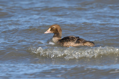 Somateria spectabilis