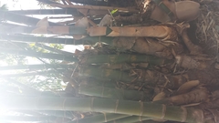 Dendrocalamus giganteus