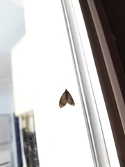 Operophtera occidentalis