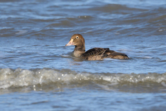 Somateria spectabilis