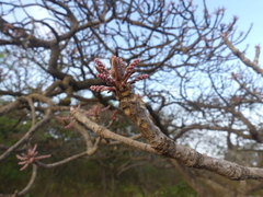 Terminalia bellirica