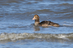 Somateria spectabilis