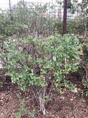 Lonicera fragrantissima