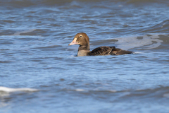 Somateria spectabilis