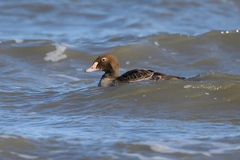 Somateria spectabilis