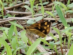 Taractrocera ceramas