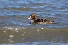 Somateria spectabilis