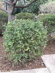 Lonicera fragrantissima