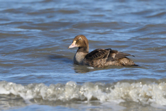 Somateria spectabilis