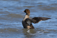 Somateria spectabilis